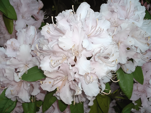 Beautiful plants. Image 8